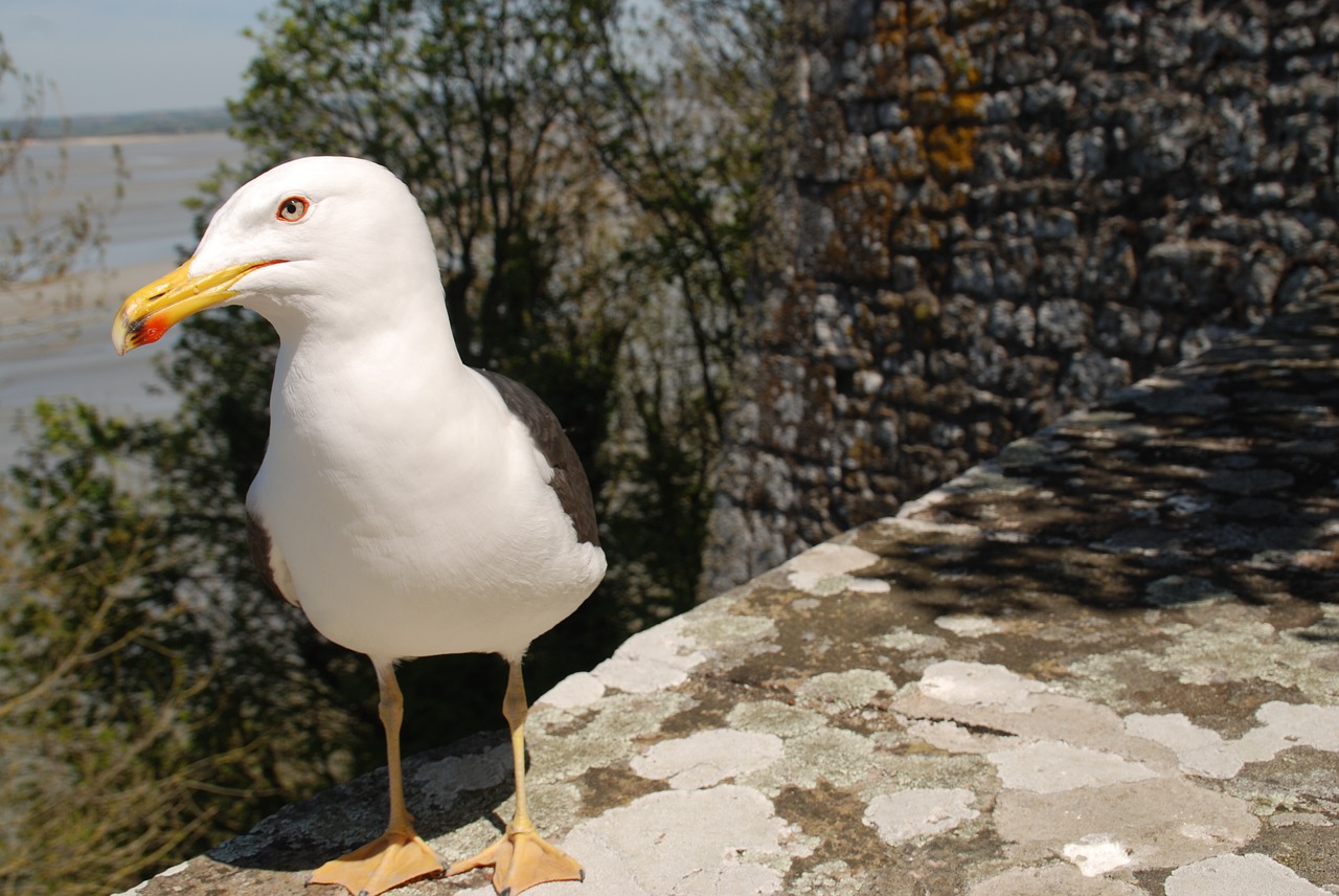 Image - gull bird sea nature brittany