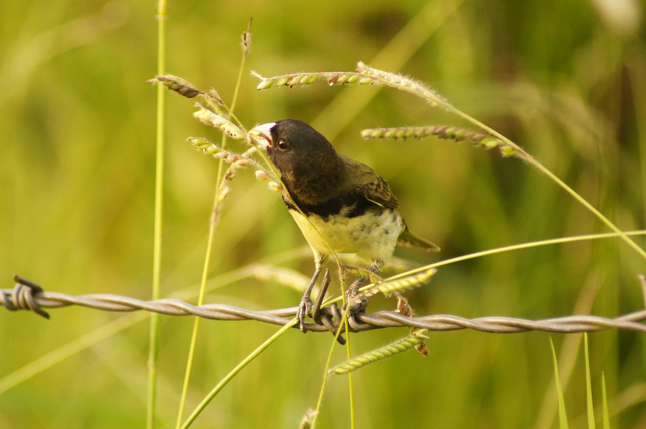 Image - birds armenia quindio nature