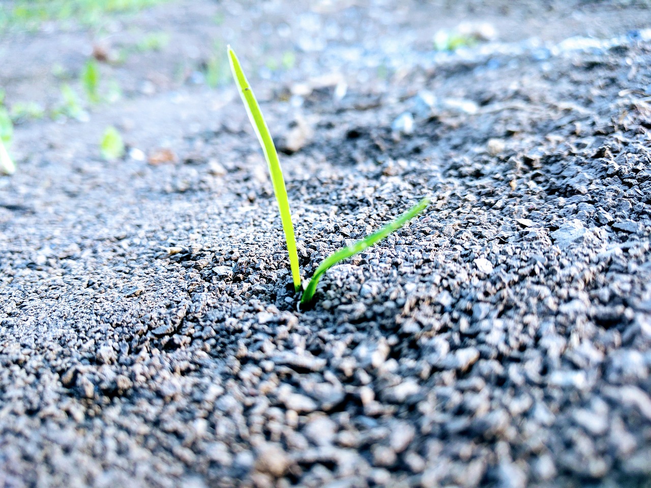 Image - grass earth sprout strength