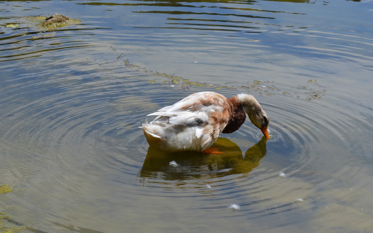 Image - duck anatidae duck bird bird