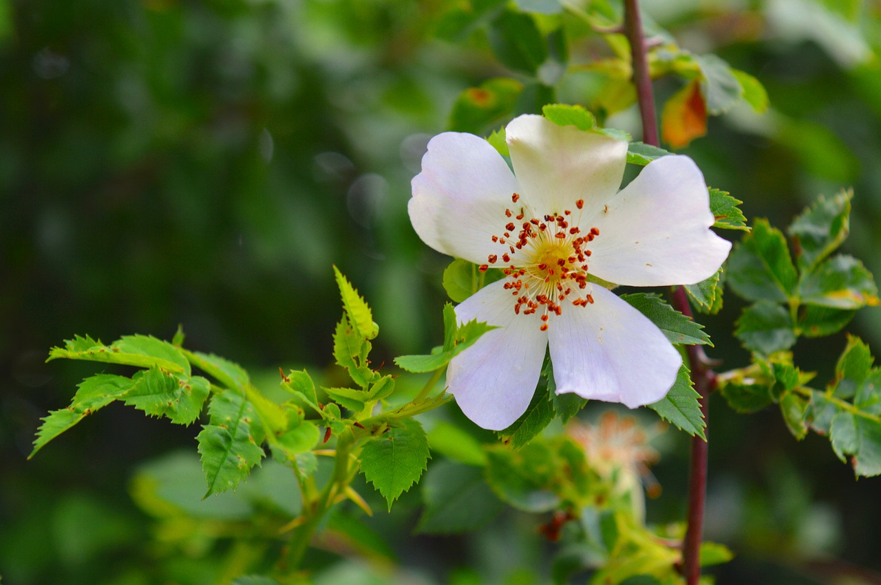 Image - wild rose rose plant dog rose