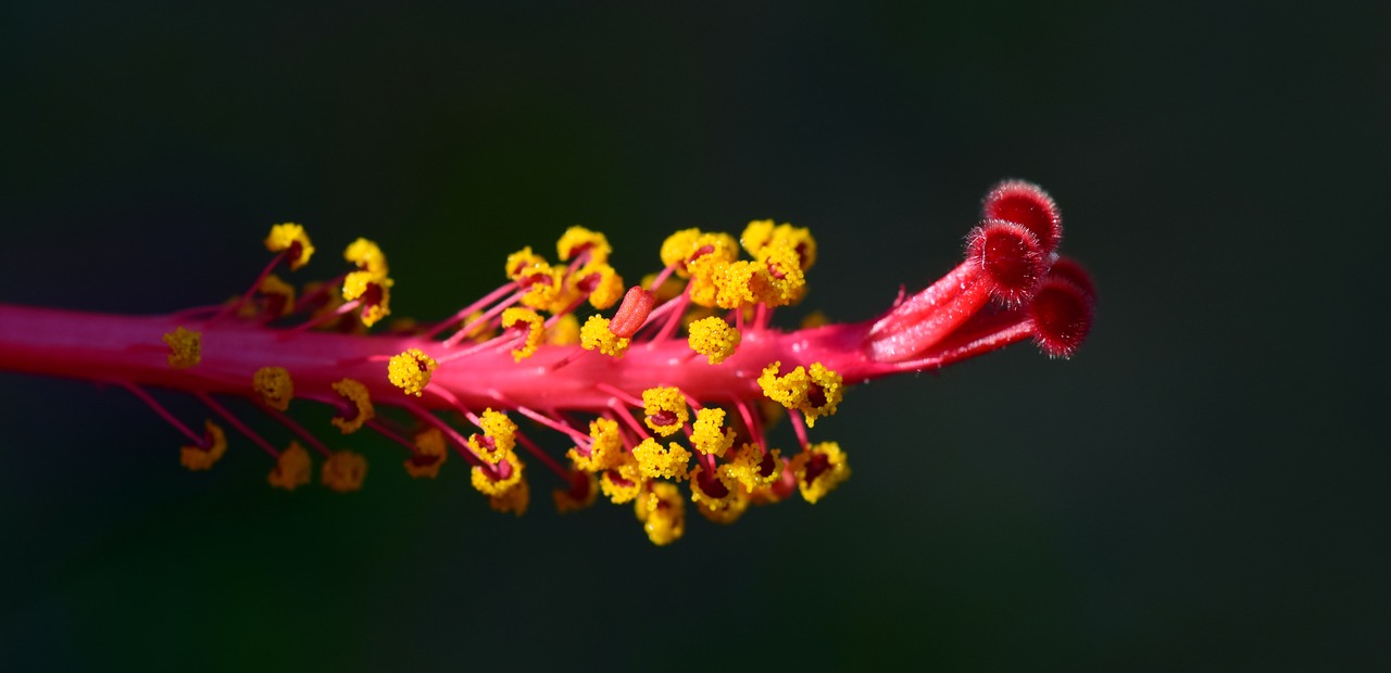 Image - hibiscus pistil blossom bloom
