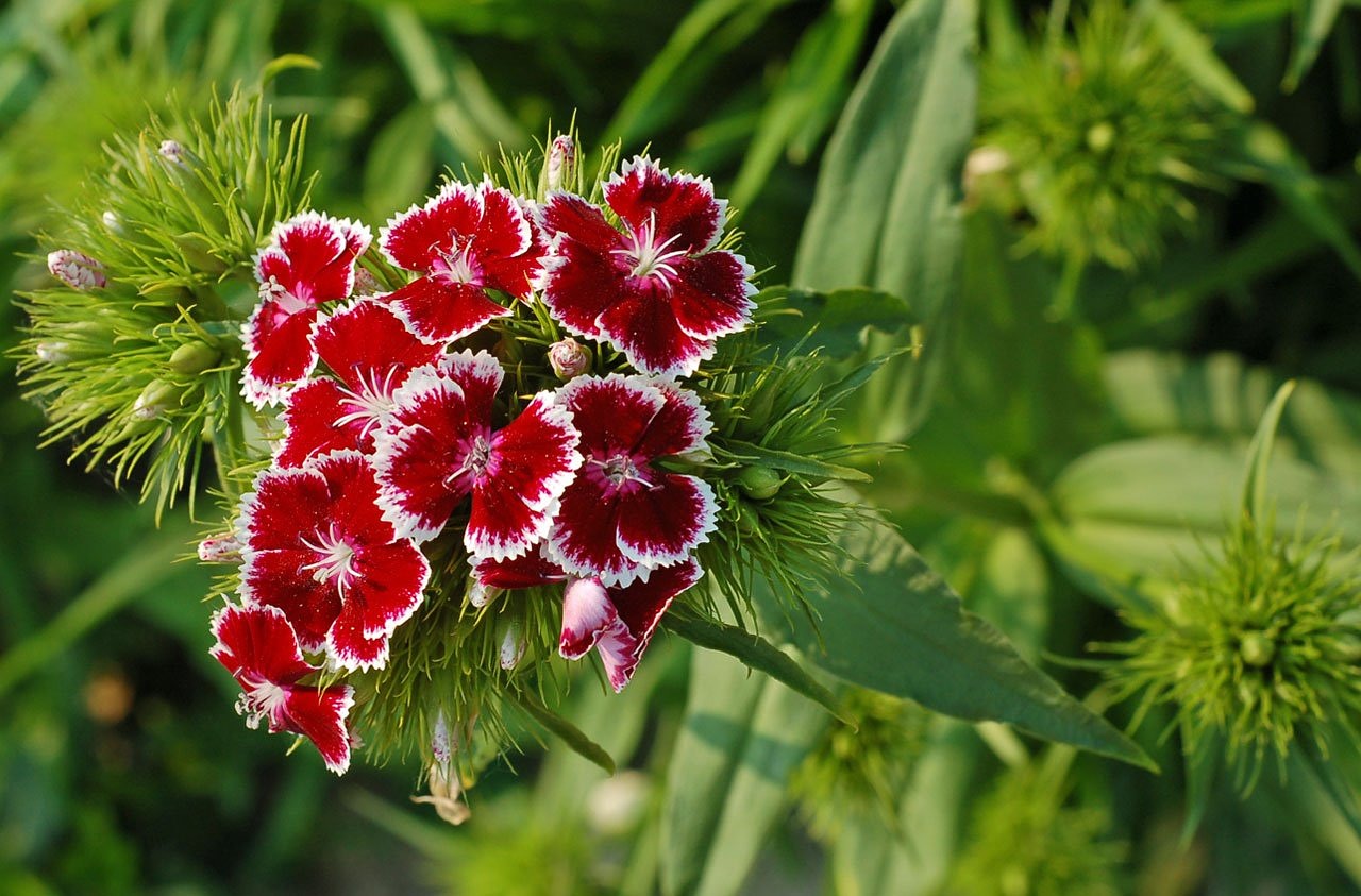 Image - flower carnation wild pink crimson