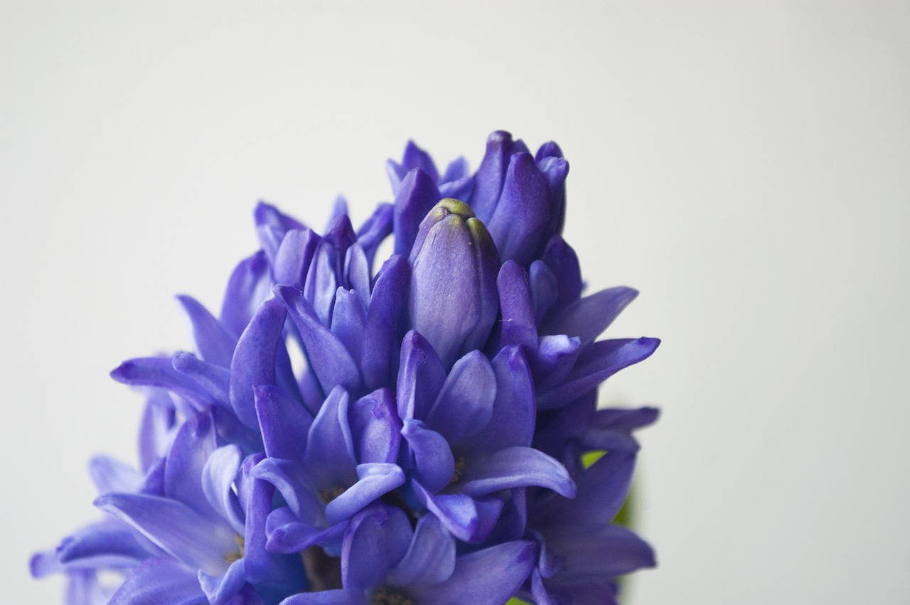 Image - blue hyacinth flower purple