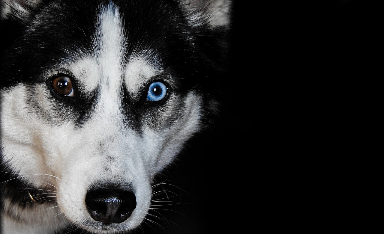 Image - husky dog pet animal breed