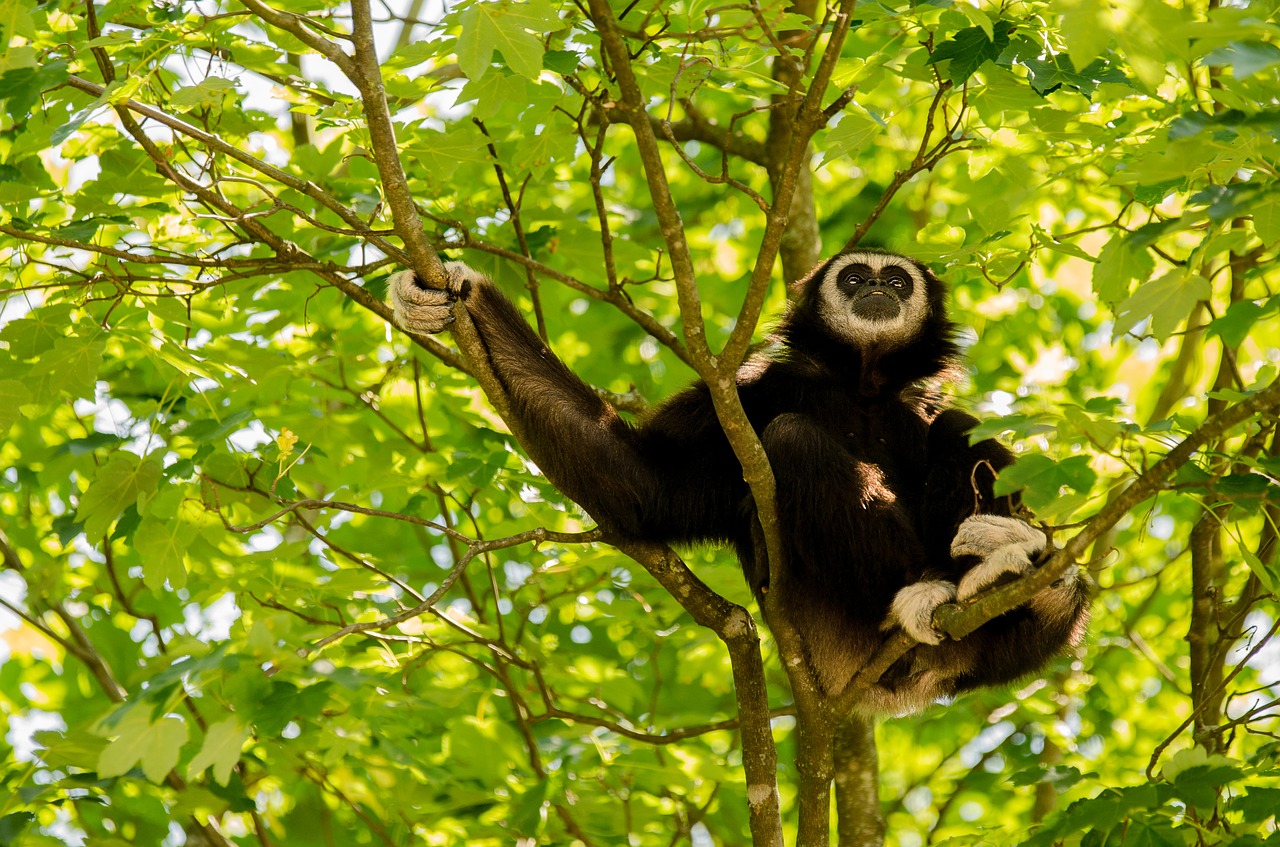 Image - gibbon white handed gibbon primate