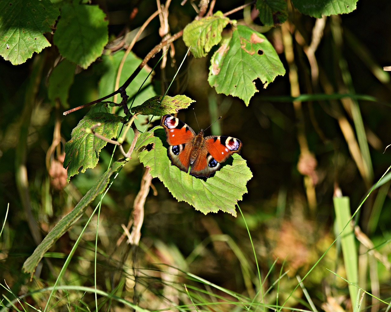 Image - butterfly park nature macro grass