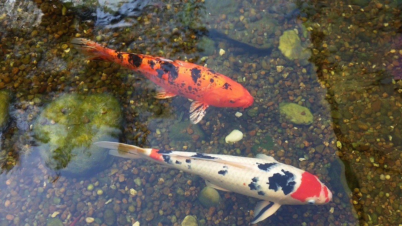 Image - fish carp lake swimming