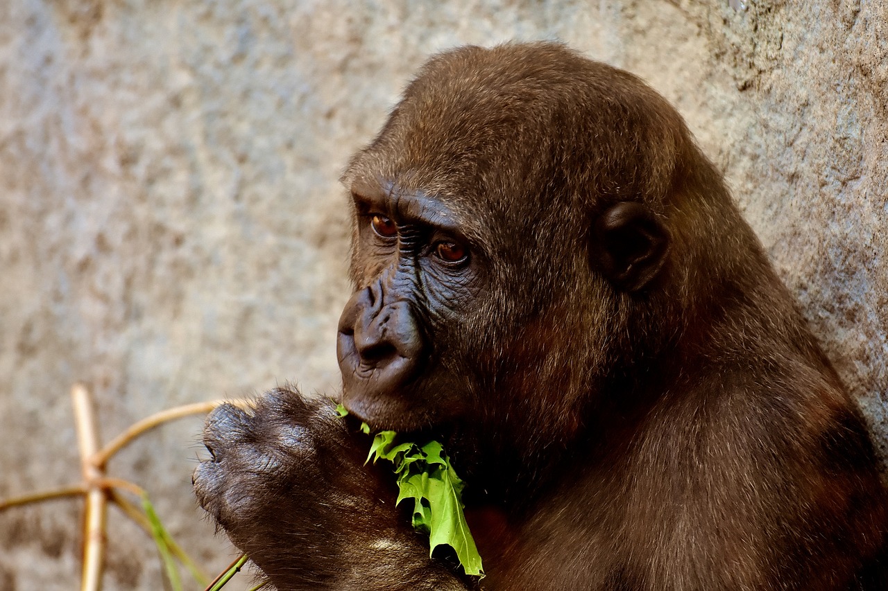 Image - gorilla feeding hungry greedy zoo