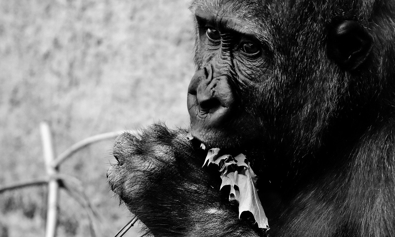 Image - gorilla feeding hungry greedy zoo