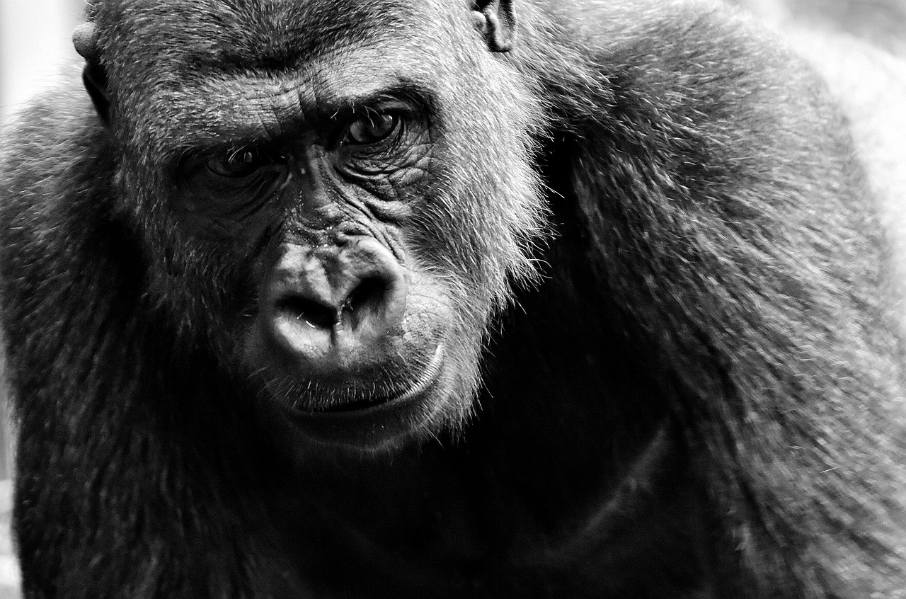 Image - gorilla view dangerous zoo