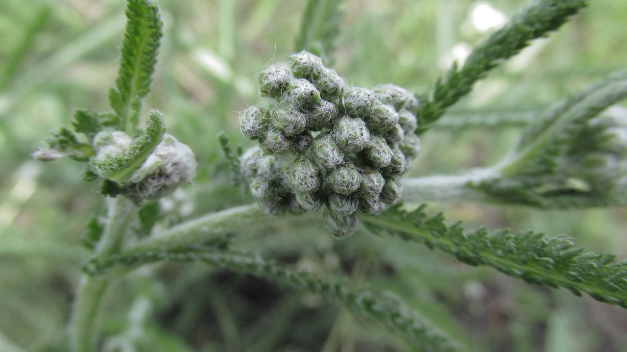 Image - green nature plant donuts