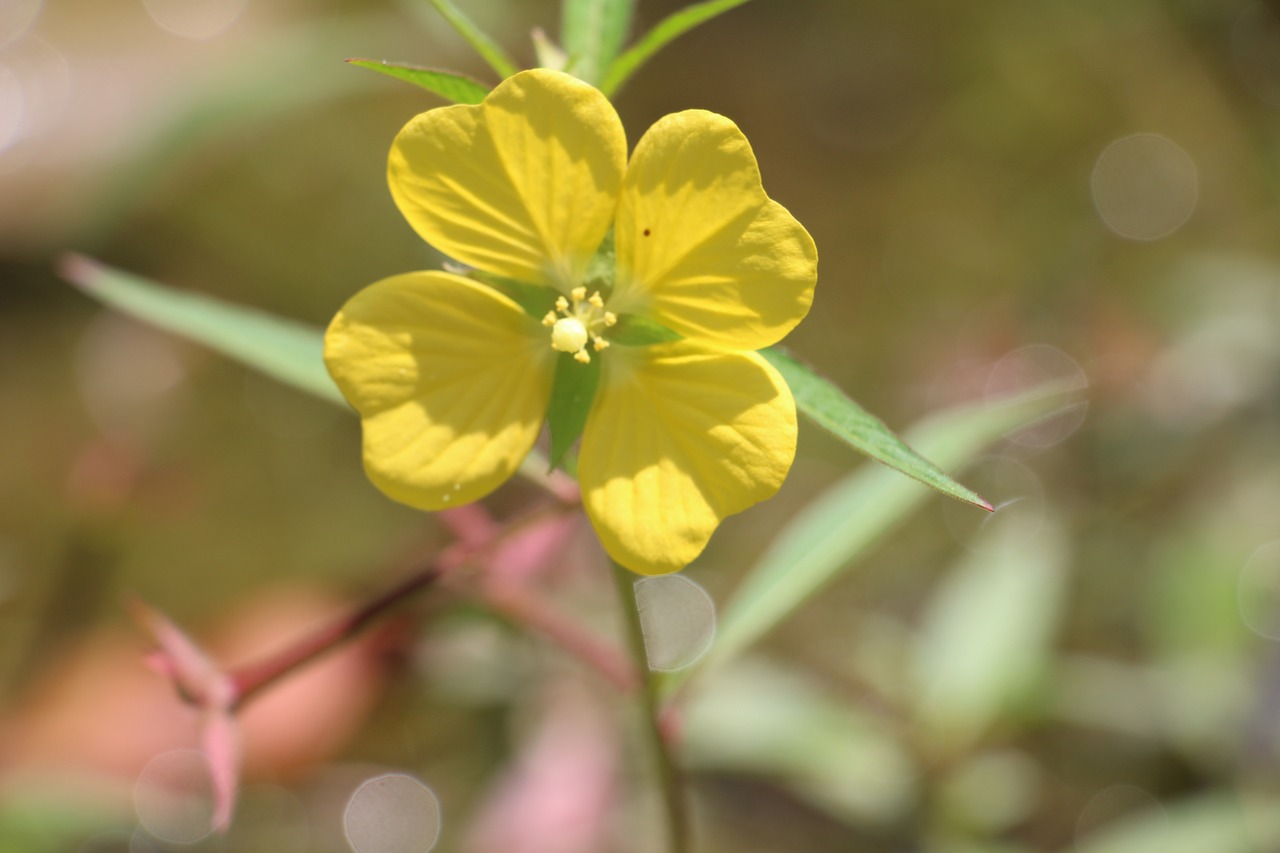 Image - flower nature flor natural petal