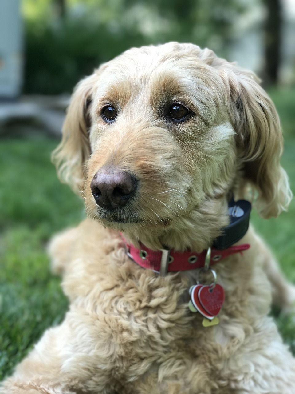 Image - golden doodle dog puppy pet cute