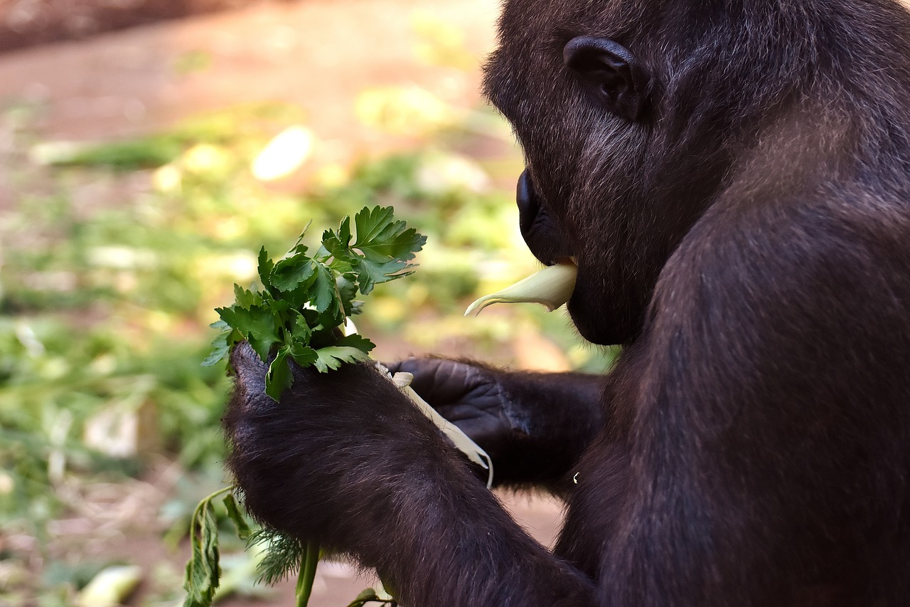 Image - gorilla feeding hungry greedy zoo