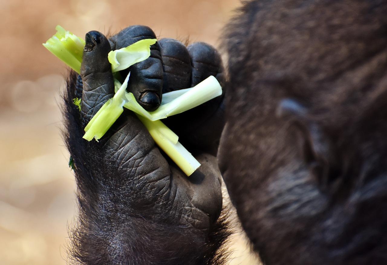 Image - gorilla feeding hungry greedy zoo