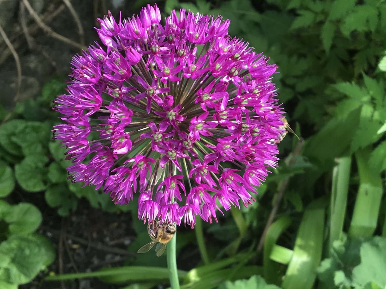 Image - jewelry lady ornamental onion allium