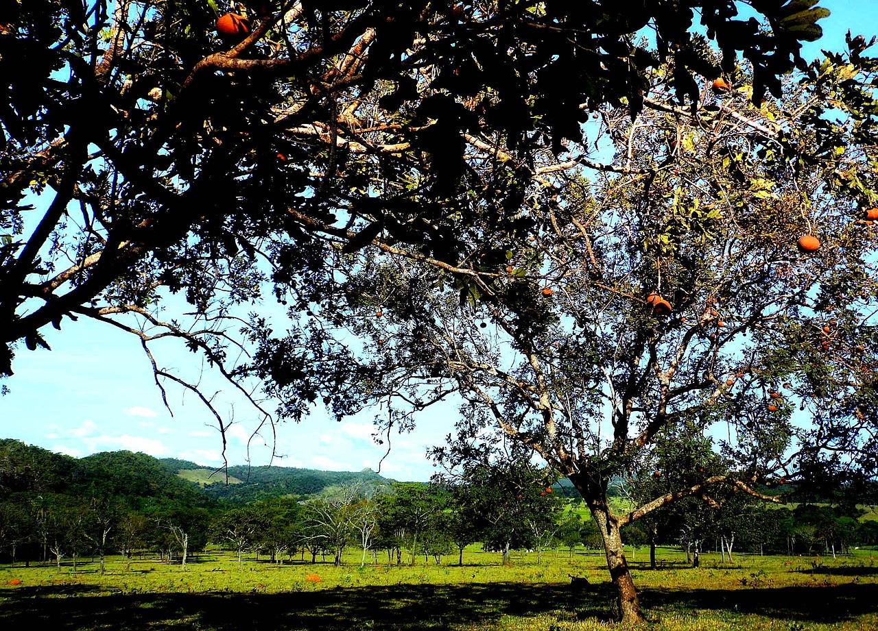 Image - trees plain fruits farm ecosystem