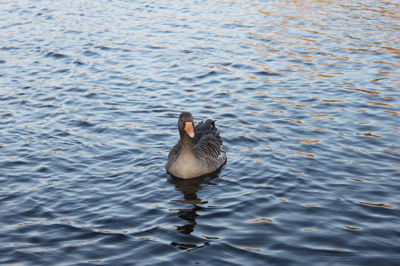 Image - waterfowl ducks animals floats