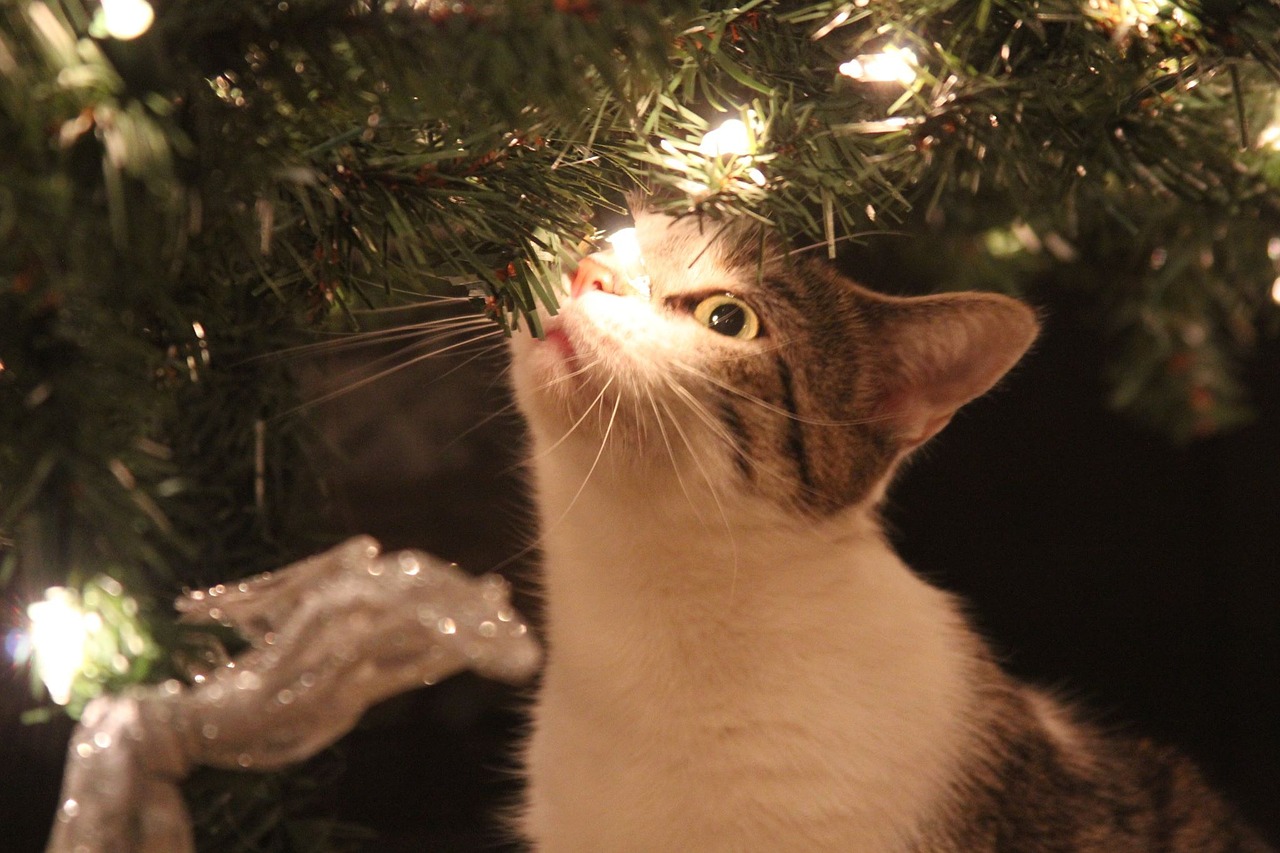 Image - kitty christmas cat lights