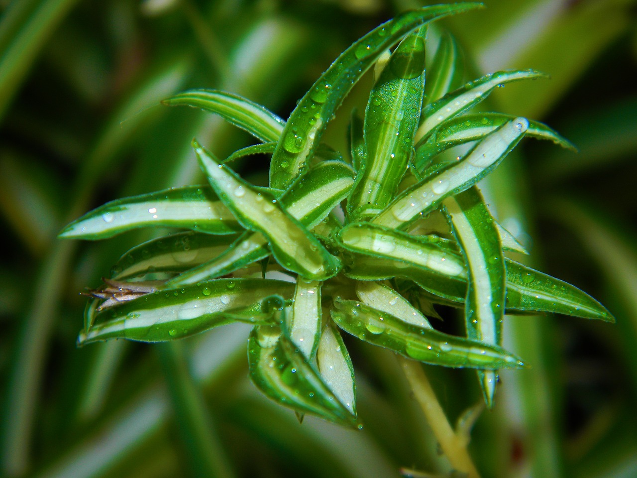 Image - plant green garden white nature