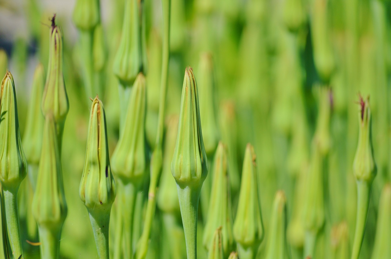 Image - oat root ragopogon porifolius flower