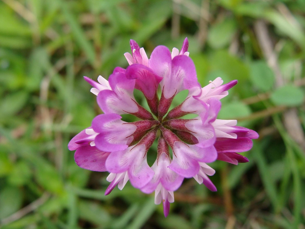 Image - vetch grass flowers and plants