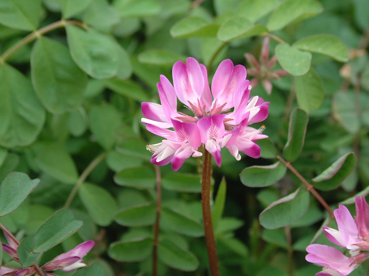 Image - vetch grass flowers and plants