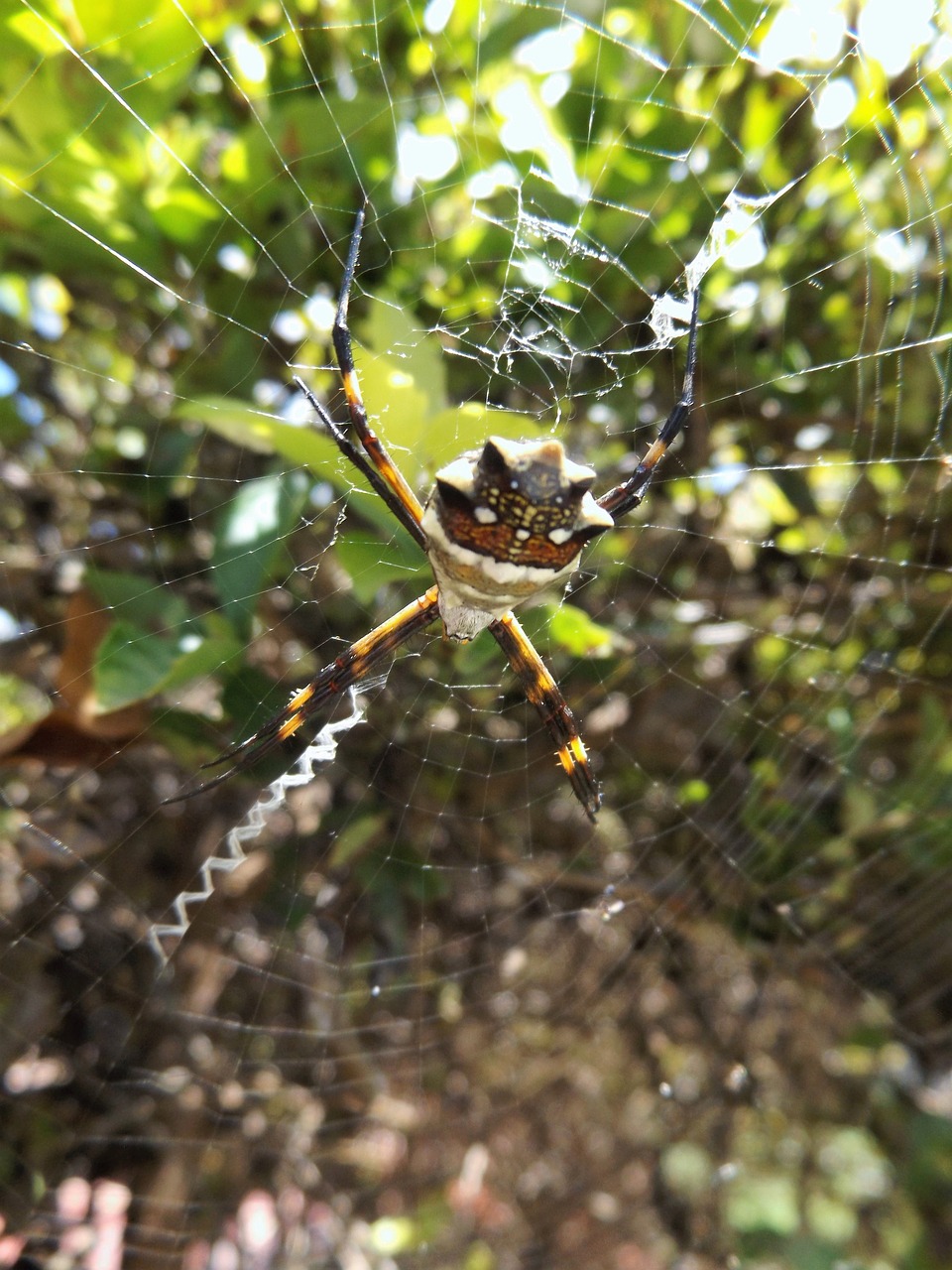 Image - spider in the garden