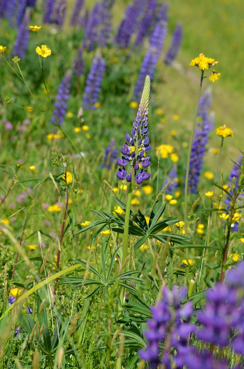 Image - lupine vermont purple flowers