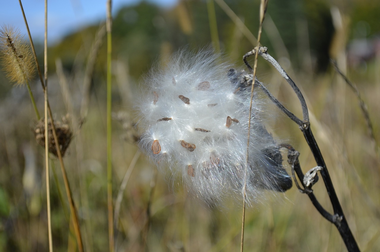 Image - milkweed autumn pod silky dried