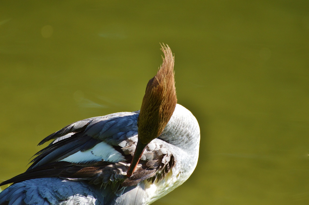 Image - merganser ducks waterfowl bird