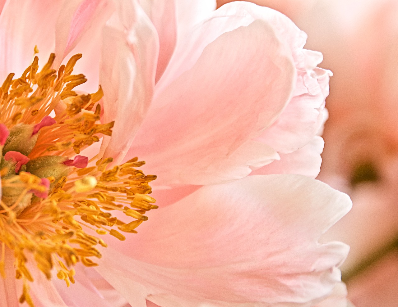 Image - flower pink stamen floral fresh