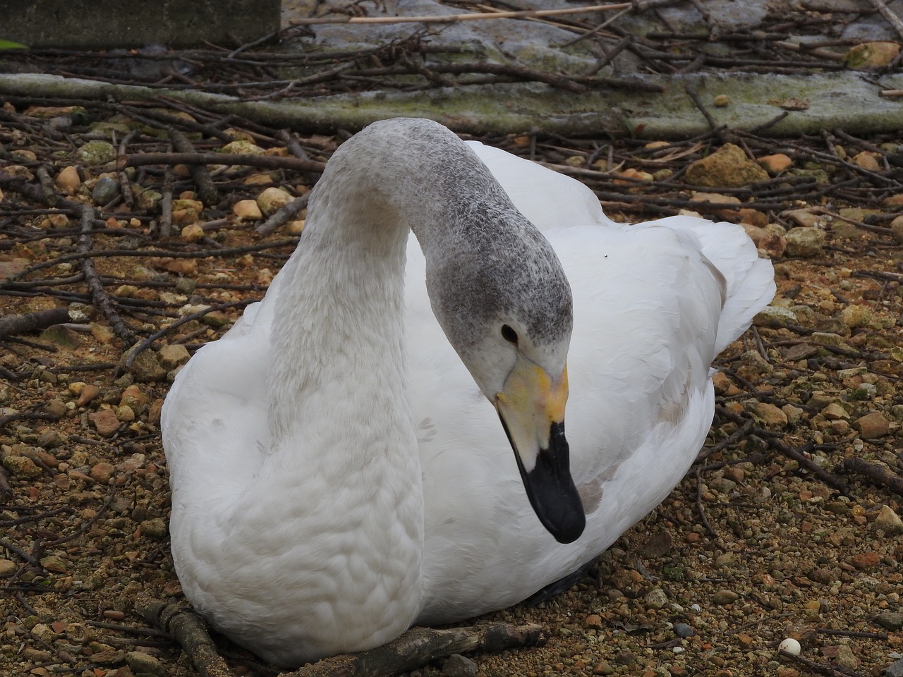 Image - goose duck long neck bird white