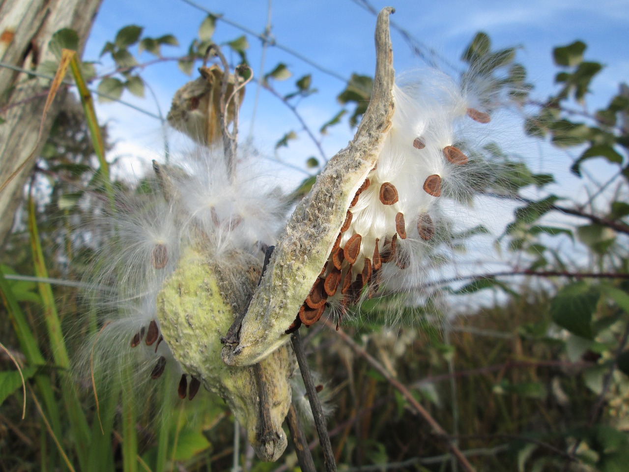 Image - seed pod nature plant wildlife