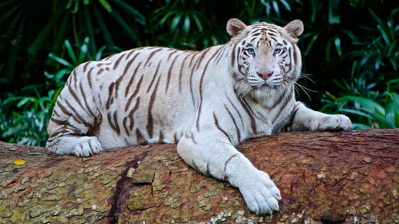 Image - white tiger panthera tigris tigris