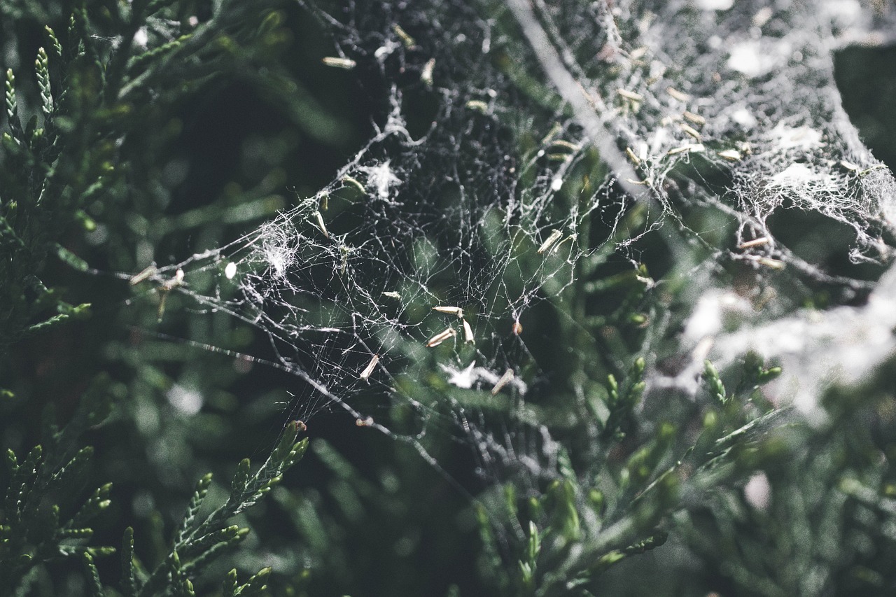 Image - spider web nature bush green