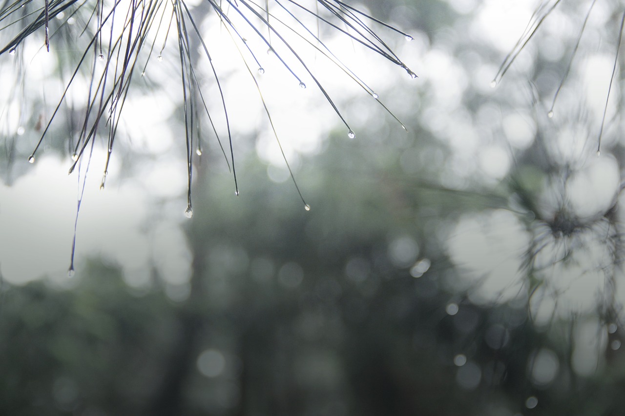 Image - the rainy season conifer green blue
