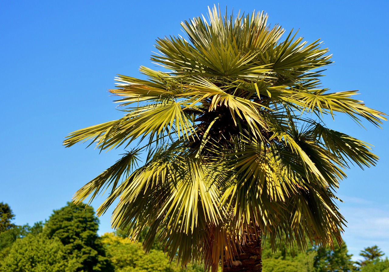 Image - palm plant fan palm palm tree sky