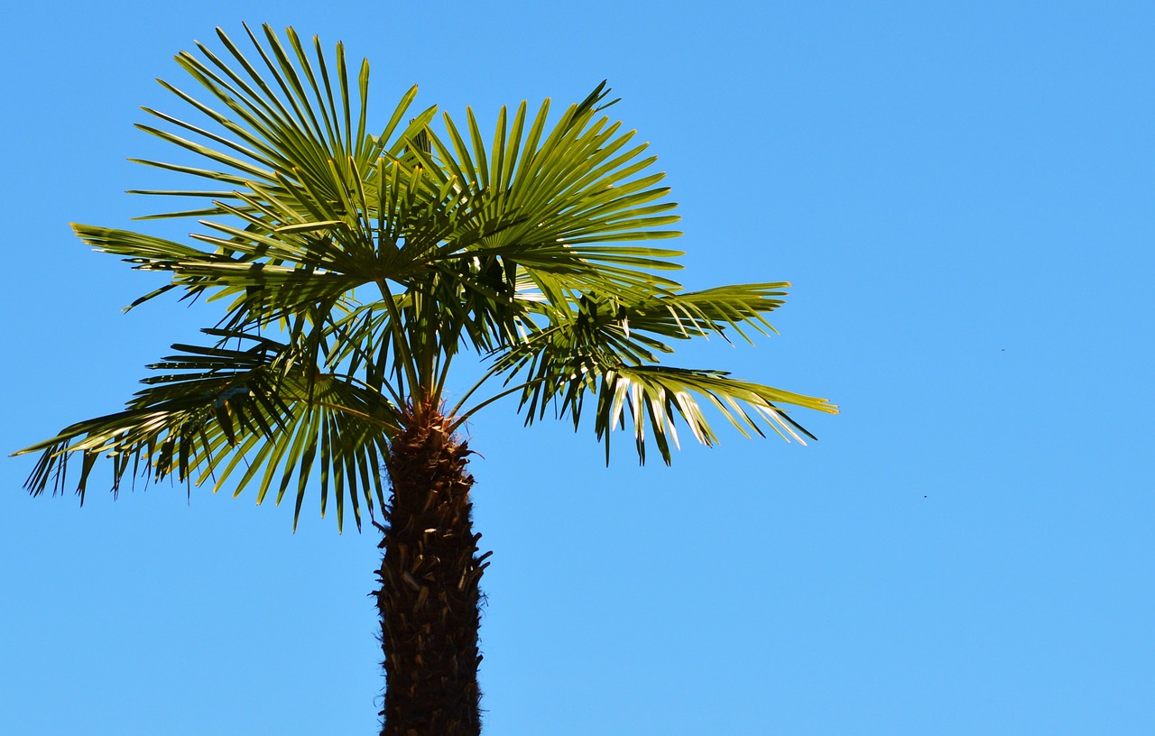 Image - palm plant fan palm palm tree sky