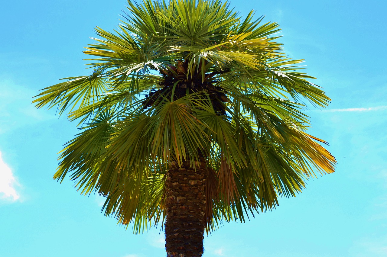 Image - palm plant fan palm palm tree sky