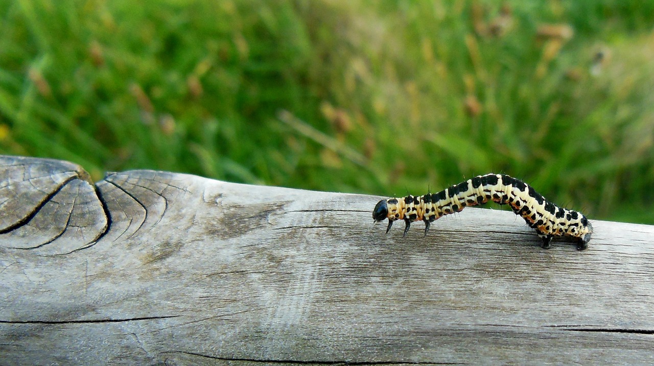 Image - animal caterpillar butterfly