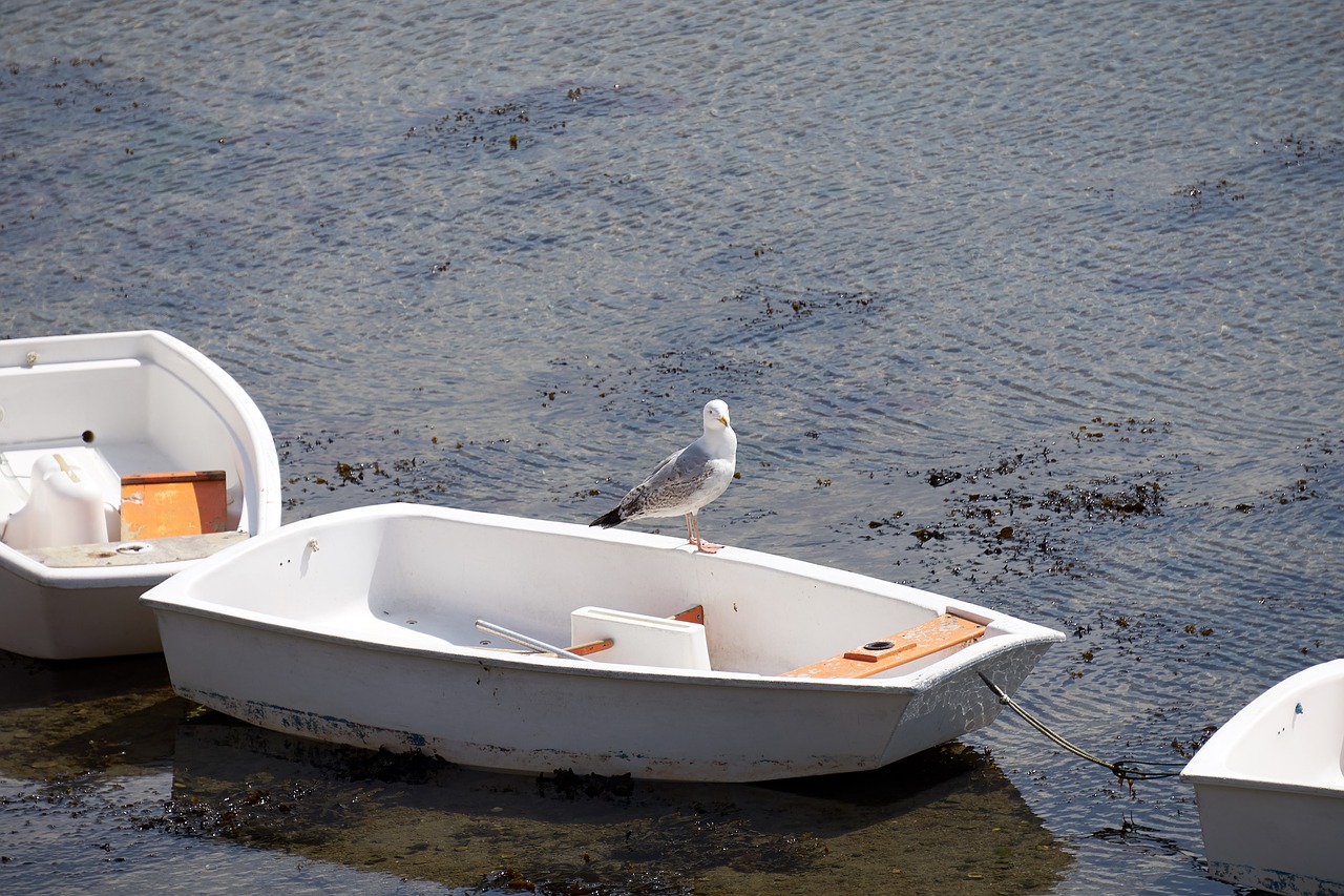 Image - gull bird seagull animal sea