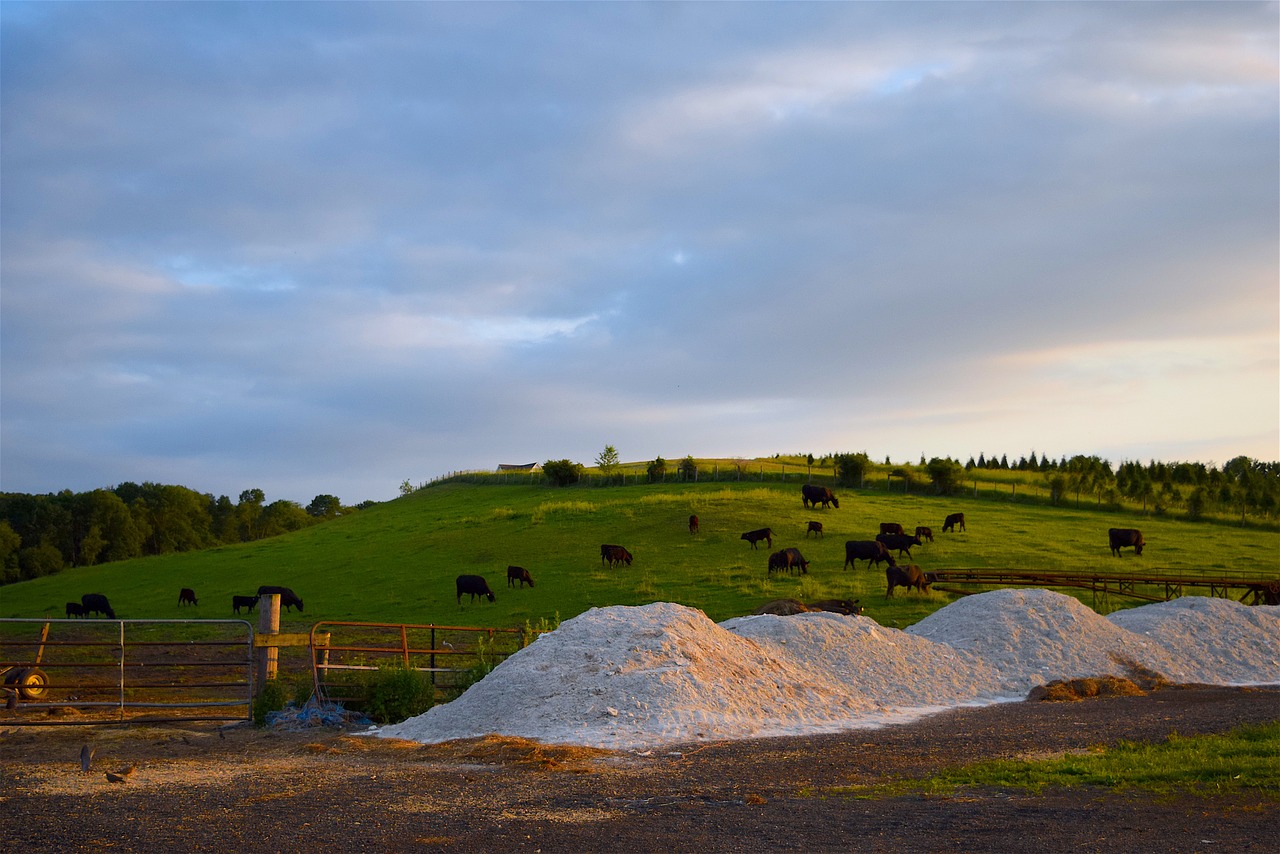 Image - cows farm hillside grass sunset