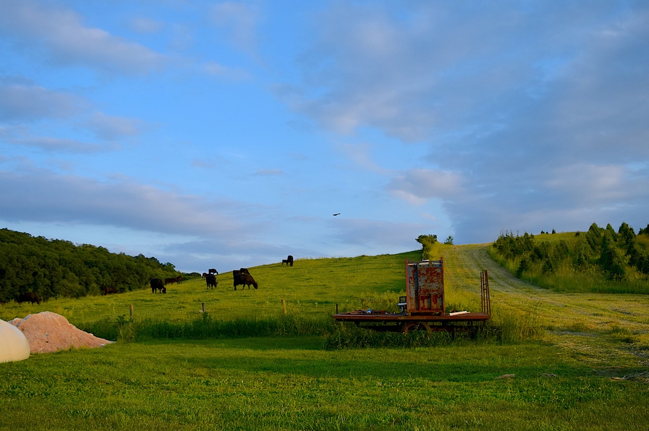 Image - cows farm hillside grass sunset