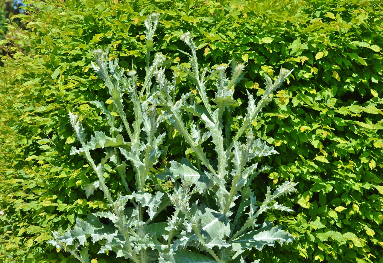 Image - thistle silver thistle prickly