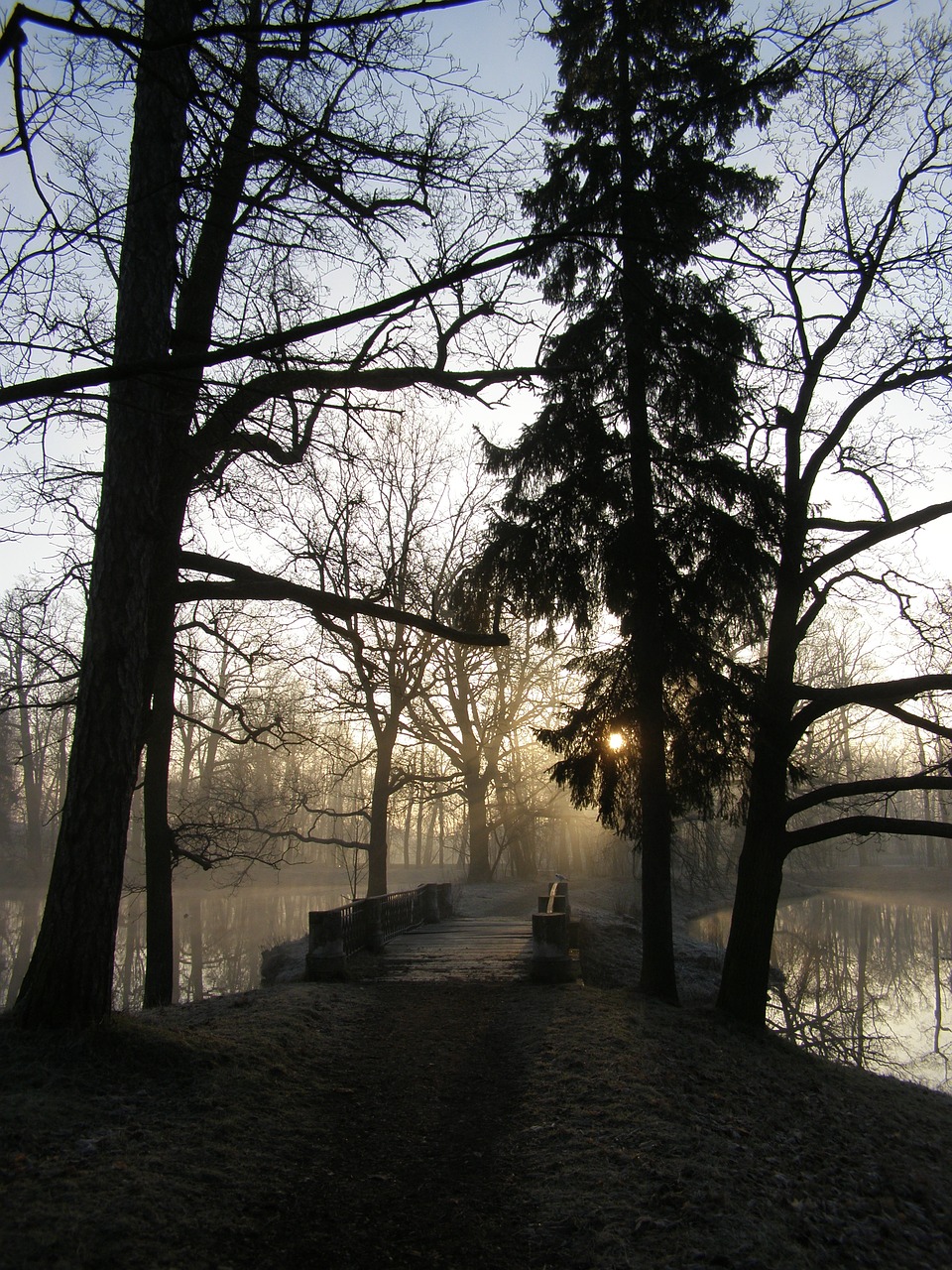 Image - tree nature winter forest outdoors