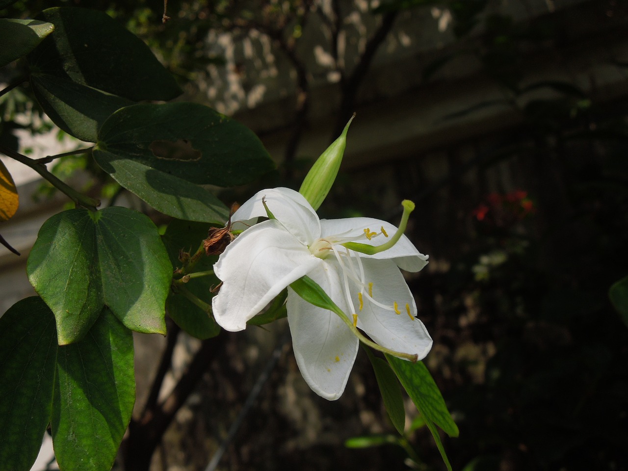 Image - flower nice fresh bright soft