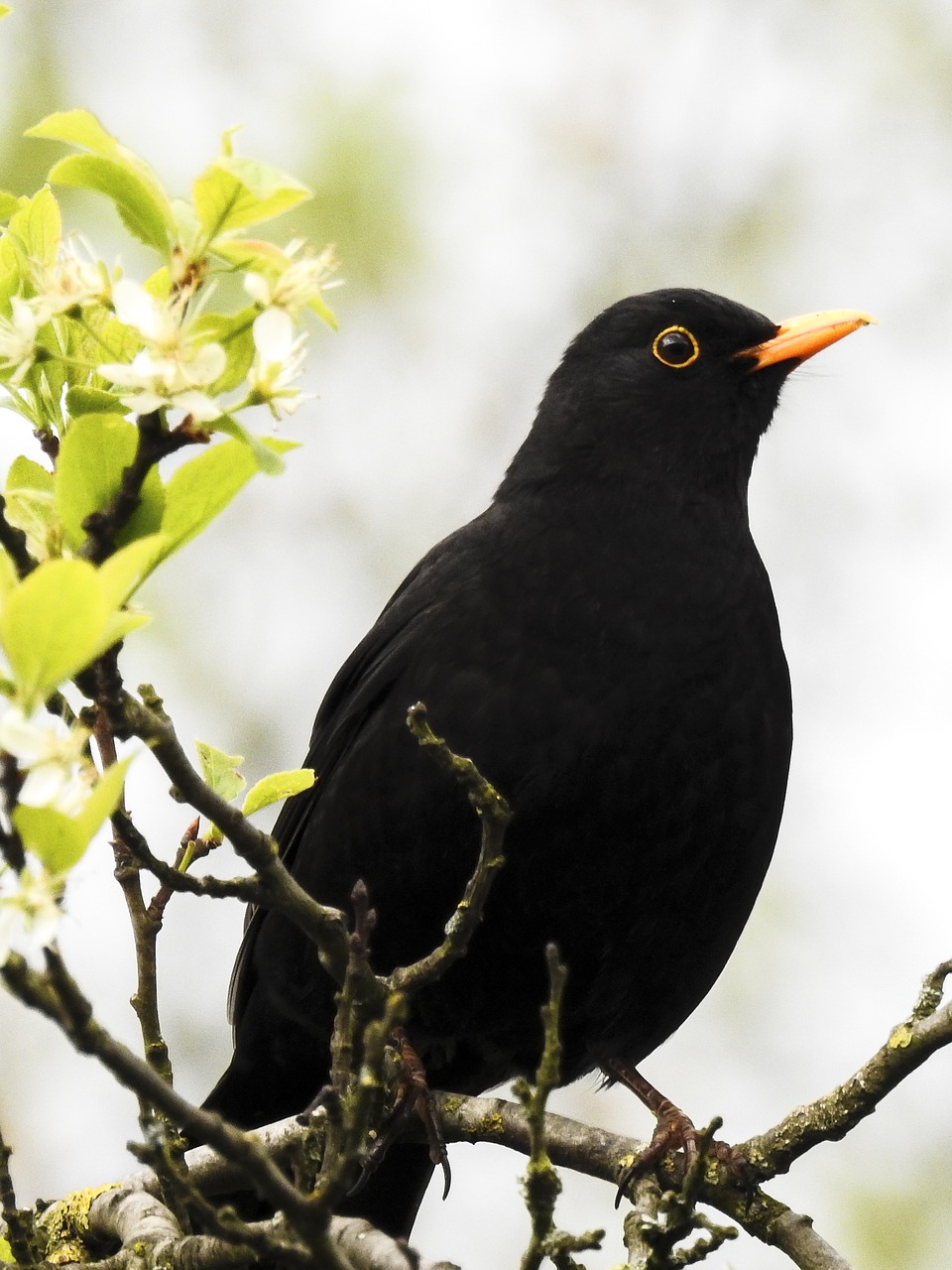 Image - blackbird bird songbird garden bird