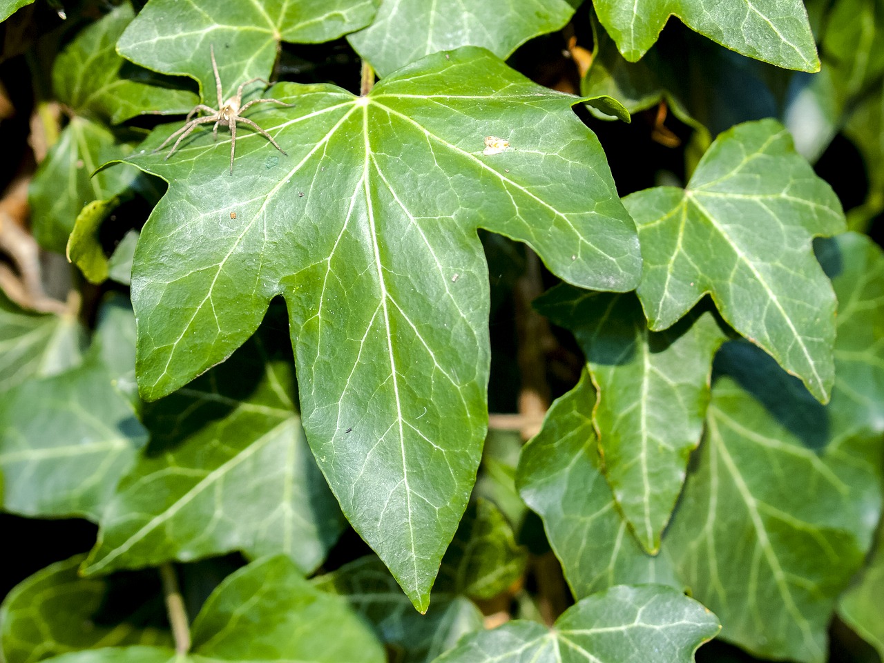 Image - ivy leaf garden spider nature